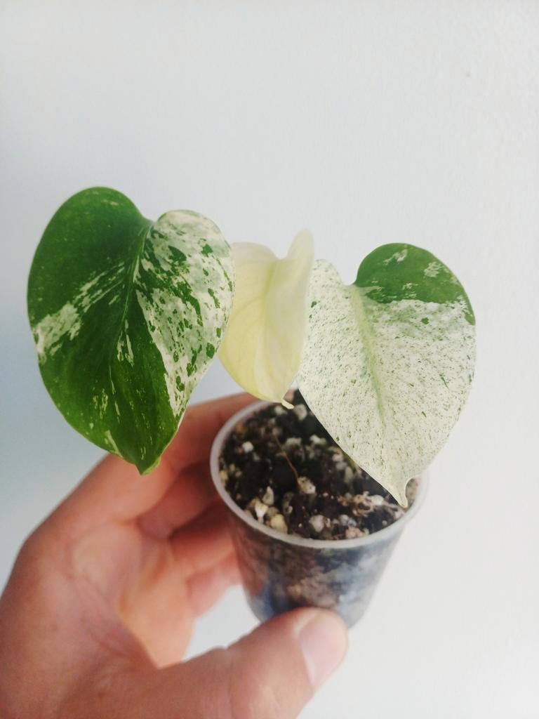 Monstera Star Shadow, Autres espèces, En pot, Enlèvement ou Envoi, Moins de 100 cm