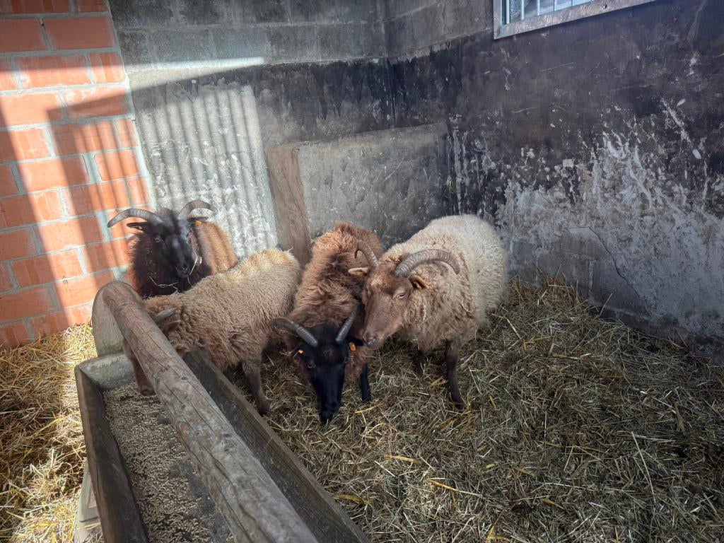 Ooien te koop, Dieren en Toebehoren, Vrouwelijk, Schaap, 0 tot 2 jaar