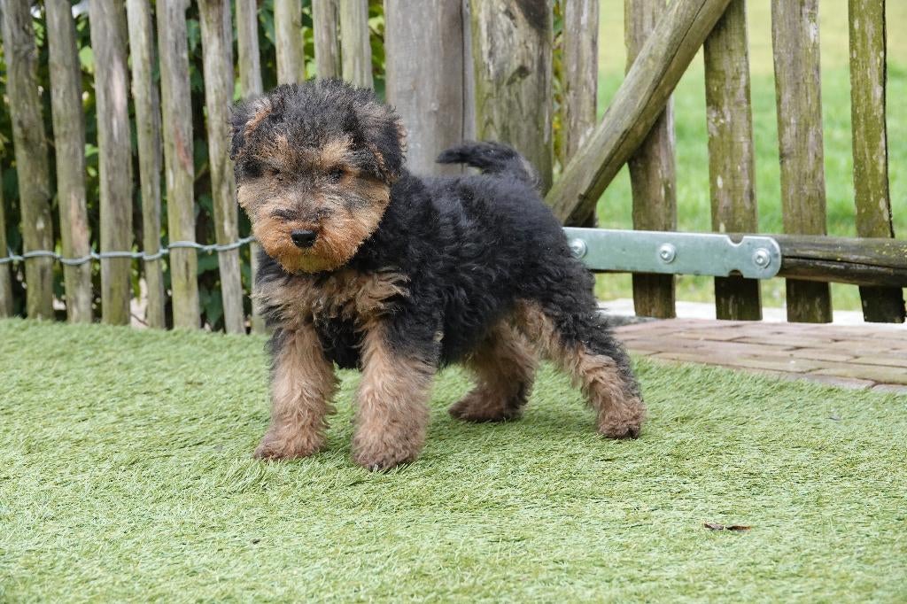 Magnifiques chiots Welsh Terrier (parents présents), Autres races, Plusieurs, Hépatite contagieuse (maladie de Rubarth), Belgique