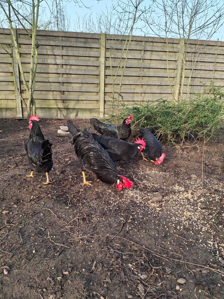 Verse broedeieren Leghorn zwart, Sexe inconnu, Poule ou poulet