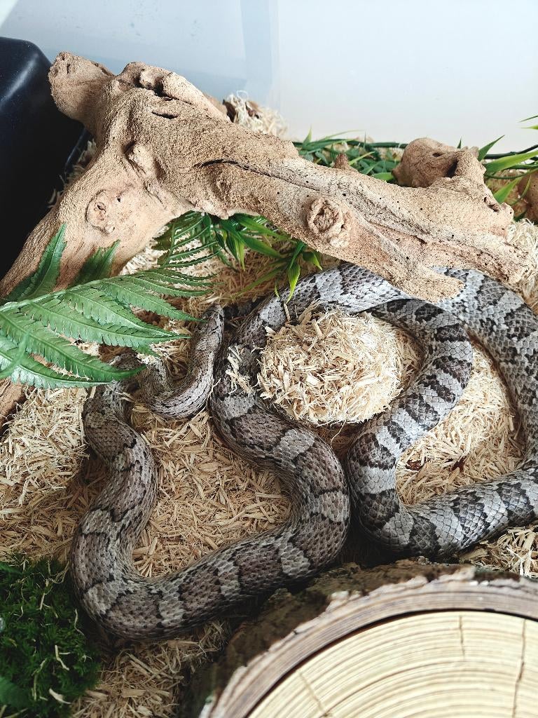 Korenslang - dilute anery 100% het lava 66% ph cinder/stripe, Dieren en Toebehoren, Slang, Tam, 3 tot 6 jaar