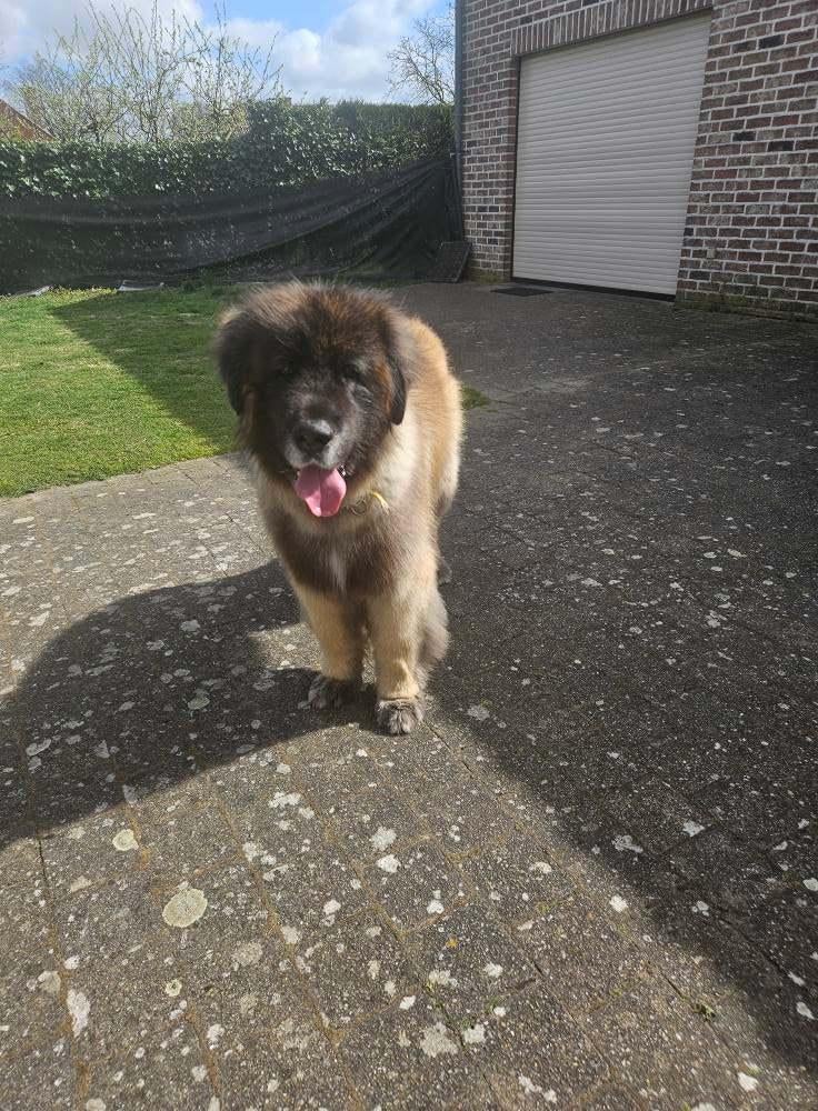 Trimsalon Tails of Joy – Molenbeersel (Kinrooi), Services & Professionnels, Animaux | Chiens | Soins, Dog-sitting & Dressage, Toilettage ou Soins