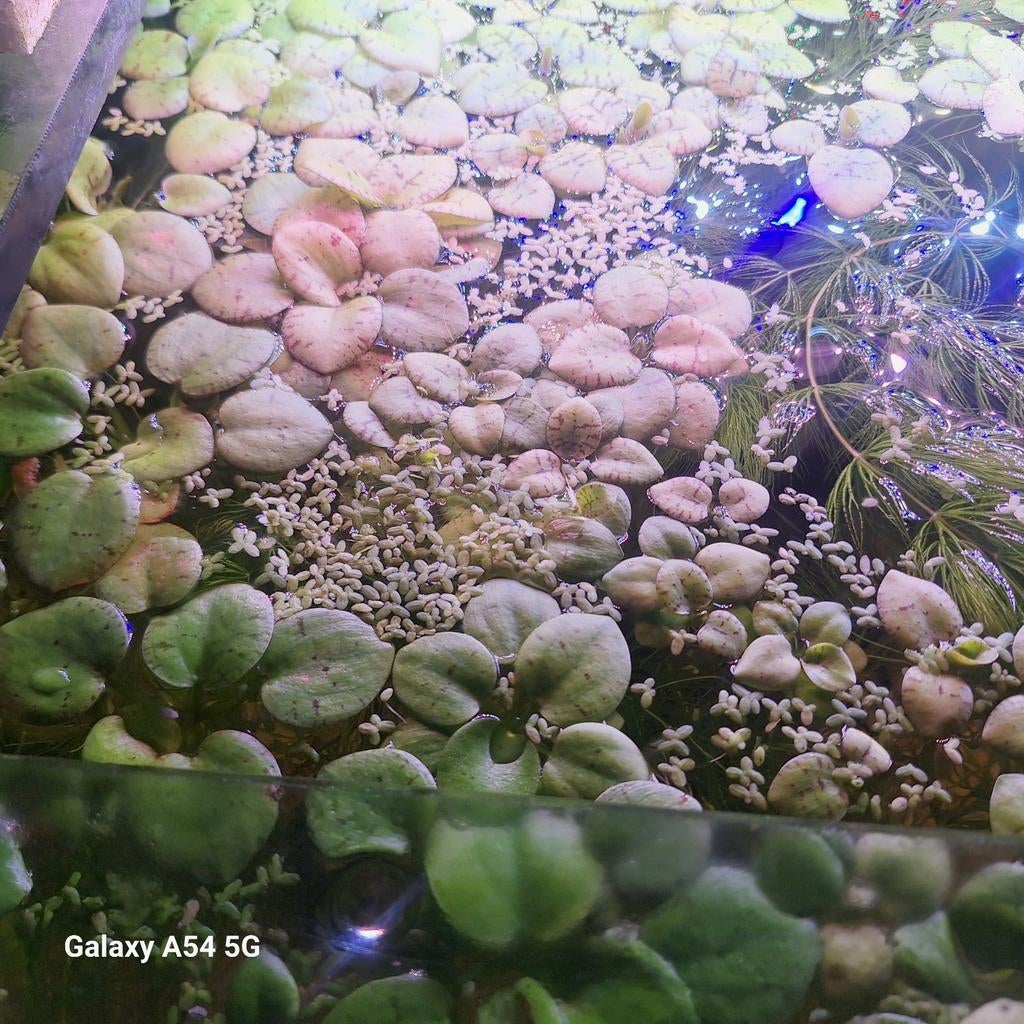 Aquarium waterplanten