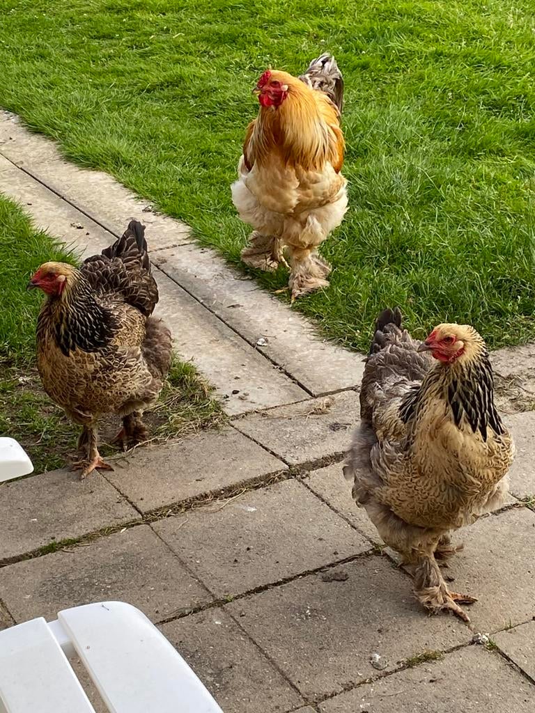 Œufs fecondes de Brahma, Animaux & Accessoires, Sexe inconnu, Poule ou poulet