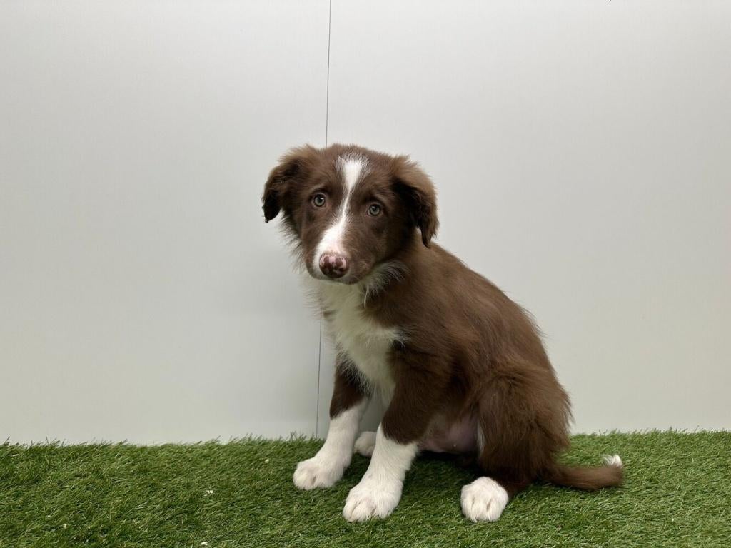Border Collie pups, België, 8 tot 15 weken, Collie, Parvo