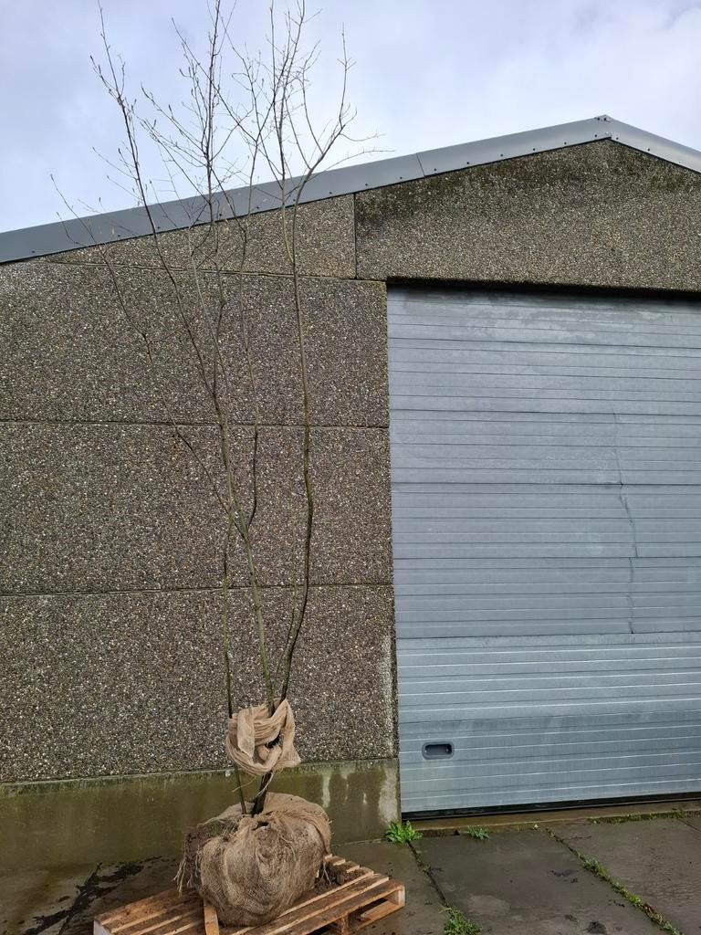 Amelanchier, Ophalen