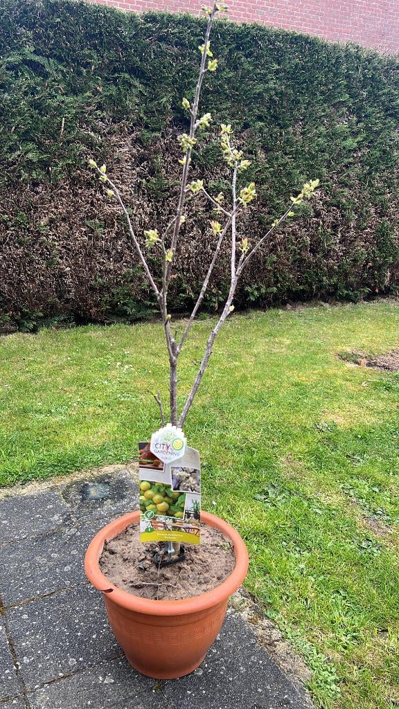 Pruimenboom ‘Ontario’ – klaar om te planten, Tuin en Terras, Planten | Fruitbomen, Ophalen, 100 tot 250 cm, In pot, Pruimenboom