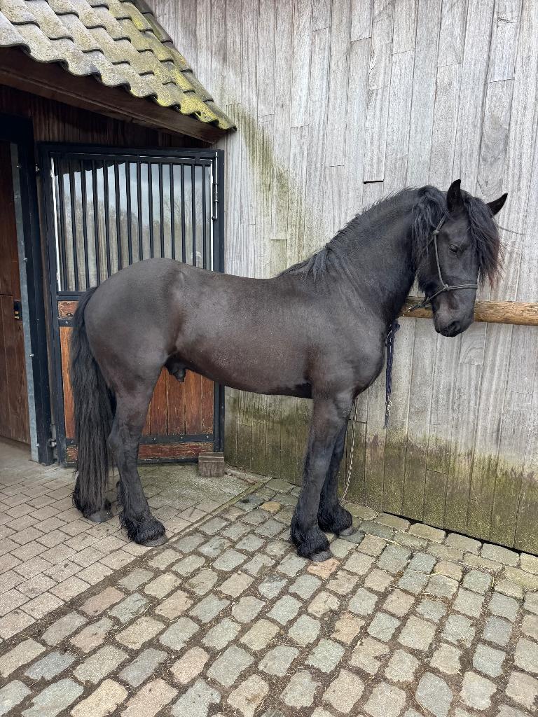 Friese Stallion à couvrir, Étalon