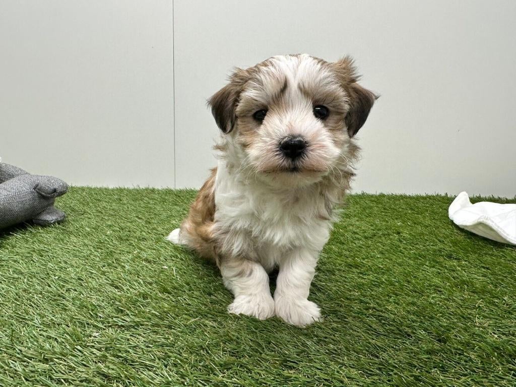 Nestje Havanezer pups, Parvo, België, Overige rassen, 8 tot 15 weken