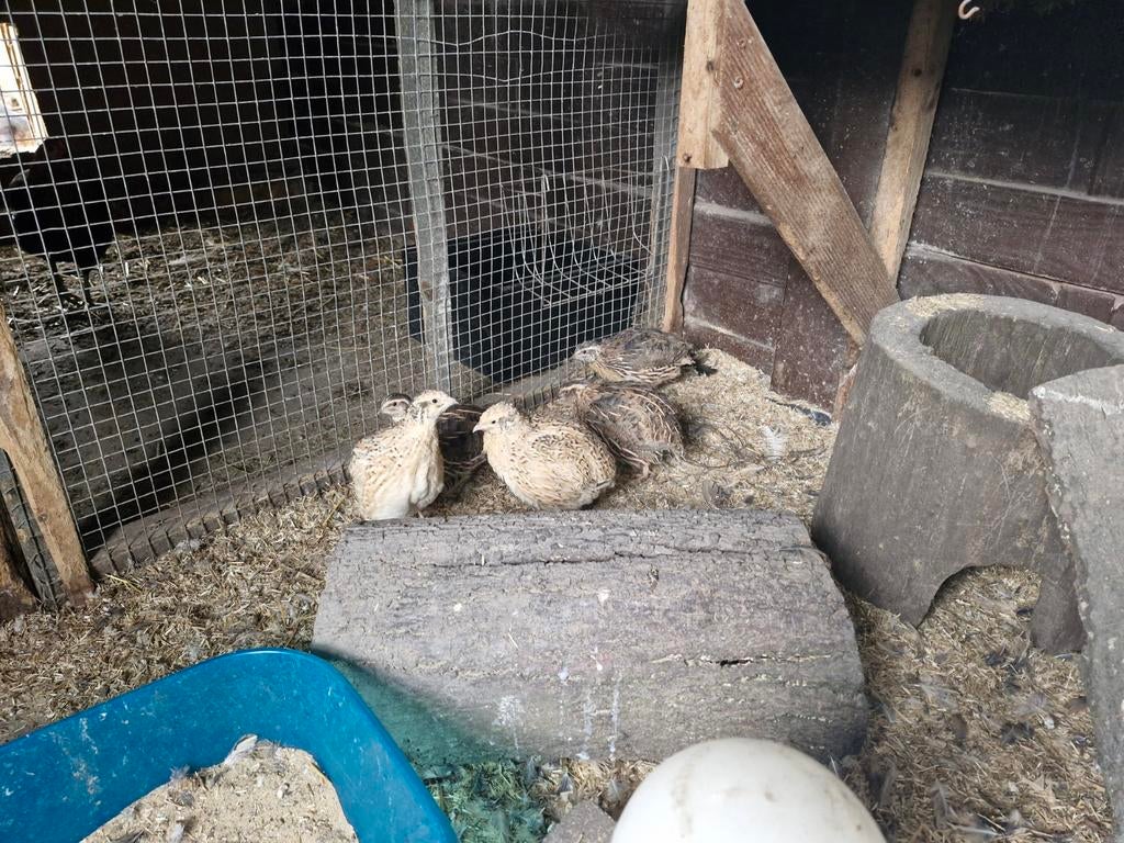 Japanse kwartels, Dieren en Toebehoren, Konijnen