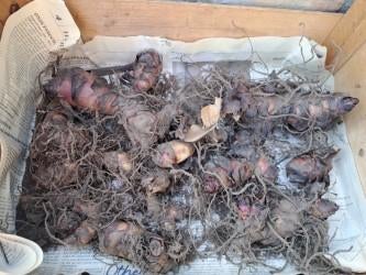 Cannalelie bollen rood 10 euro per bak, Ophalen, Voorjaar, Volle zon, Bloembol