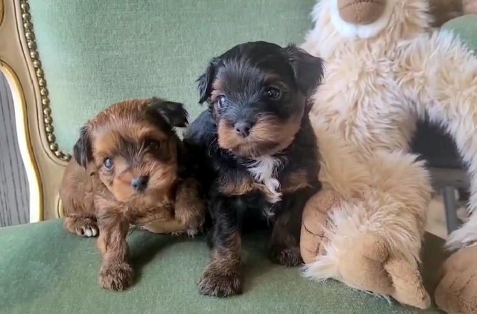 Mignons chiots hypoallergéniques, Autres races, 8 à 15 semaines, Plusieurs, Éleveur | Loisir