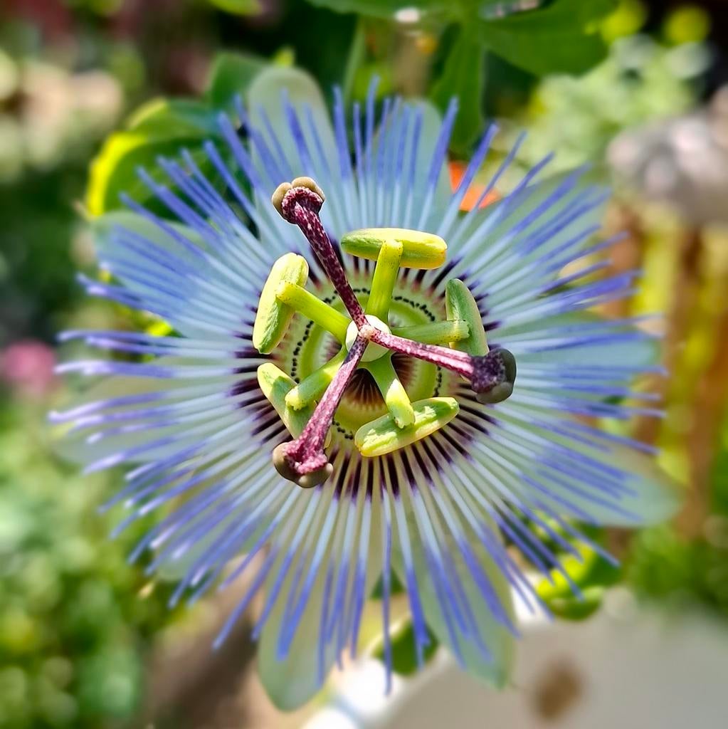 Graines de passiflore, Passiflora caerulea, Jardin & Terrasse, Bulbes & Semences, Envoi