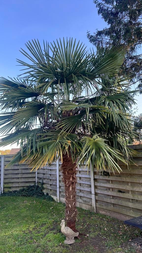 Palmier# Trachycarpus, Jardin & Terrasse, Enlèvement, Palmier