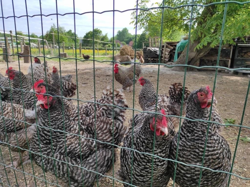 Œufs à incuber de coucou de Malines, Sexe inconnu, Poule ou poulet