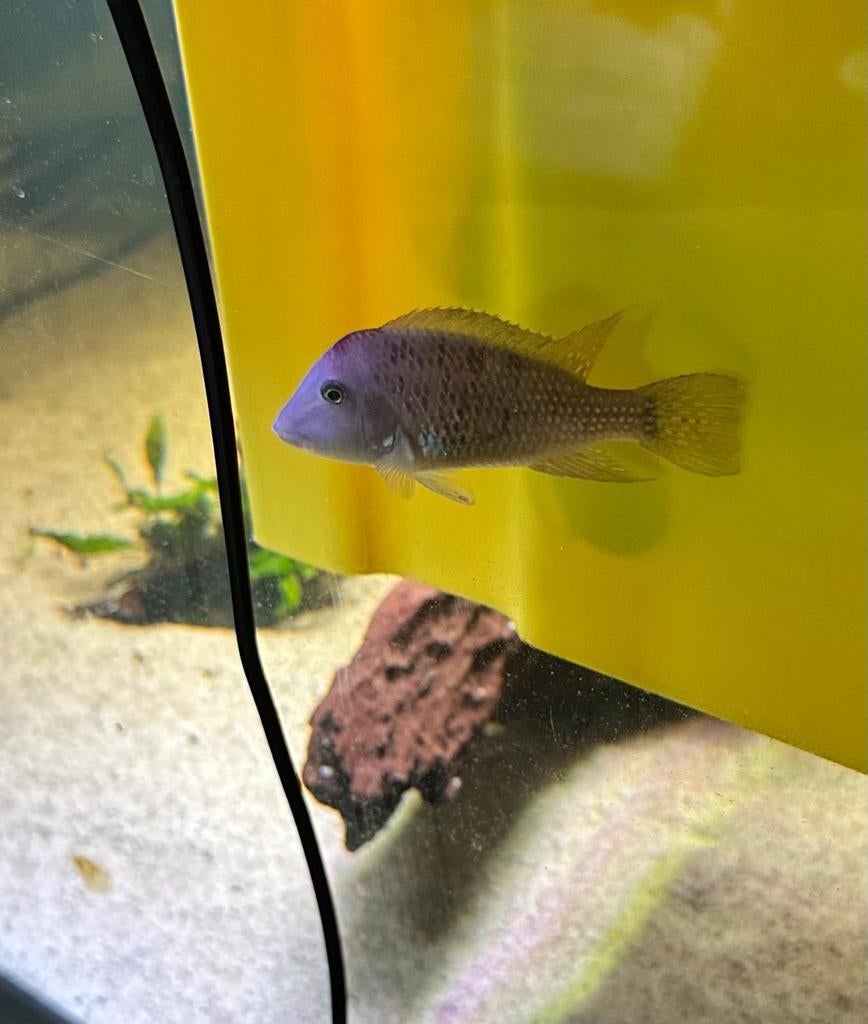 Geophagus steindachneri 5 euro, Animaux & Accessoires