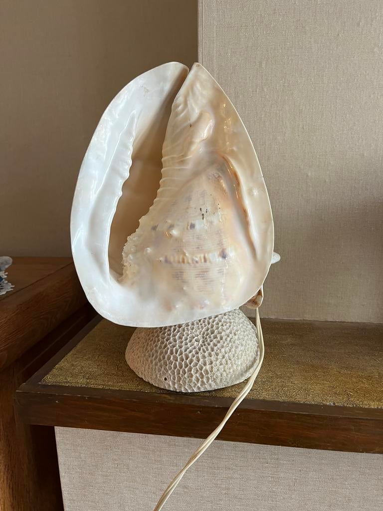 Grote schelp in lamp, Ophalen, Zo goed als nieuw