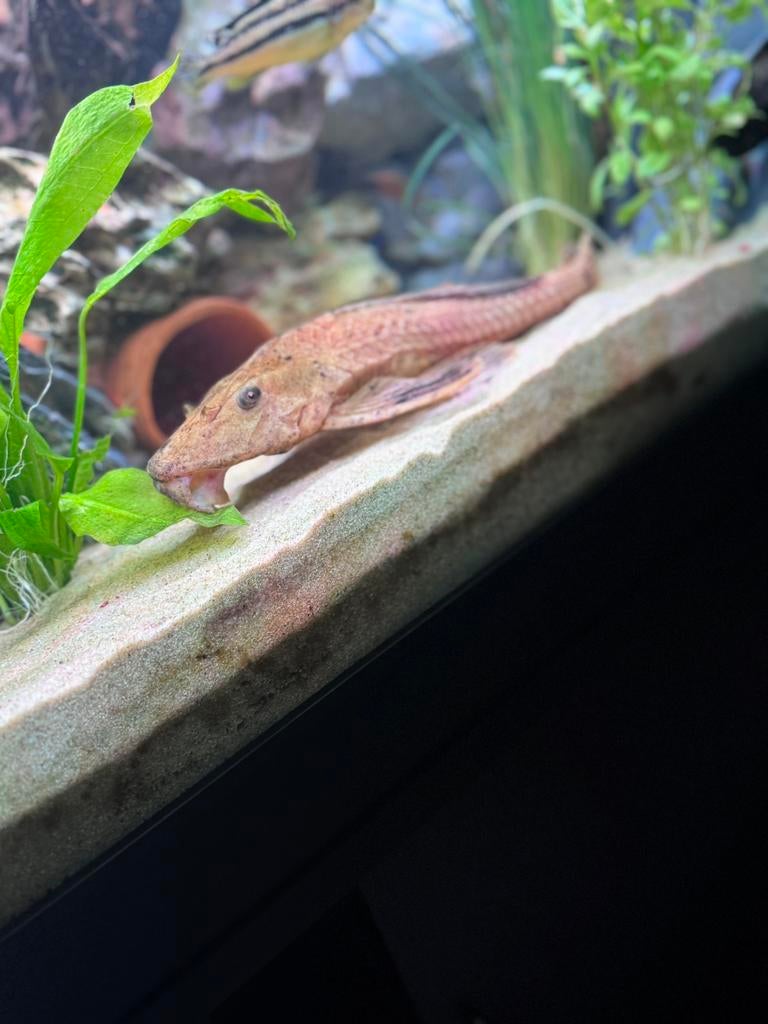 Pleco tekoop 25 cm, Vis, Zoetwatervis