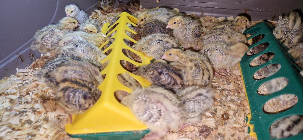 Jumbo kuikens Japanse kwartels licht en donkere wildkleur, Sexe inconnu