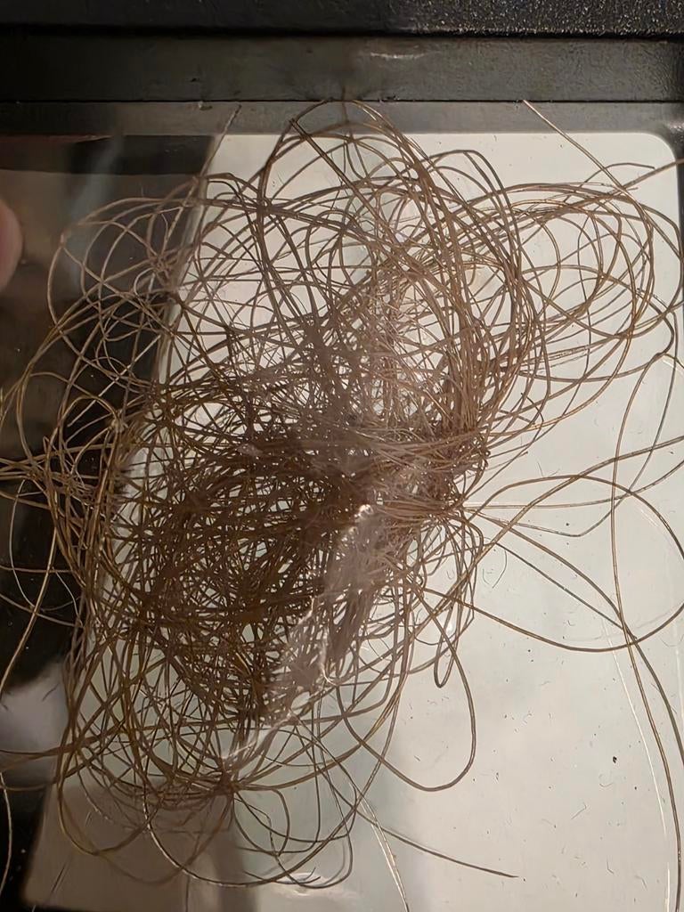 Belle touffe de poils de mammouth de Yakoutsk en Russie., Collections, Enlèvement ou Envoi, Fossile