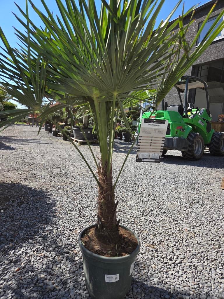 Winterharde palmboom Trachycarpus Fortunei, Tuin en Terras, Ophalen, Halfschaduw, Palmboom