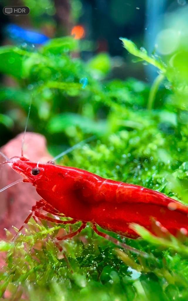Neocaridina Red Cherry/ Orange Sakura, Animaux & Accessoires