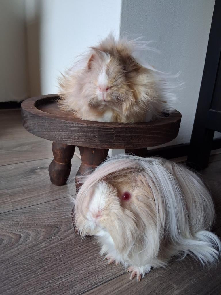 Gezocht peruvian/sheltie/alpaca lilac creme/saffraan wit, Meerdere dieren, Tam, Maart, Cavia