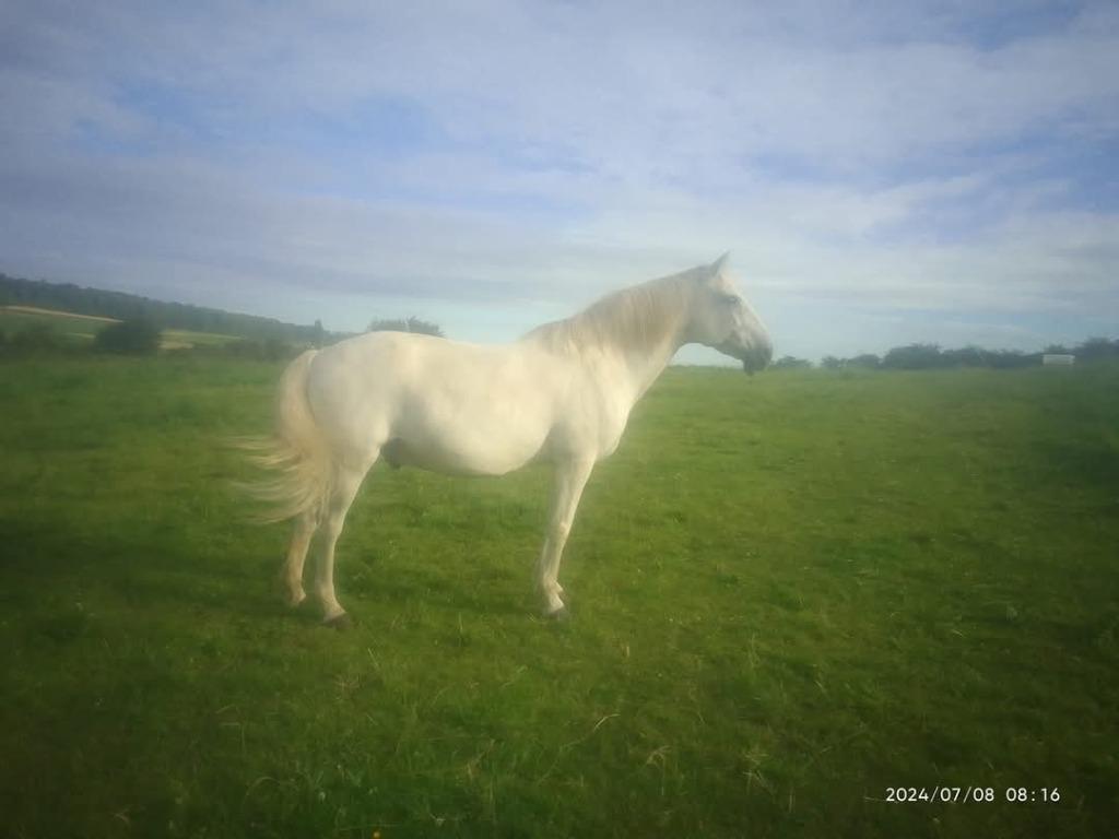Pension à la ferme 15 hectares de prairies, Animaux & Accessoires, Box & Pâturages, Mise à l'étable, Pâturage, 4 chevaux ou poneys ou plus