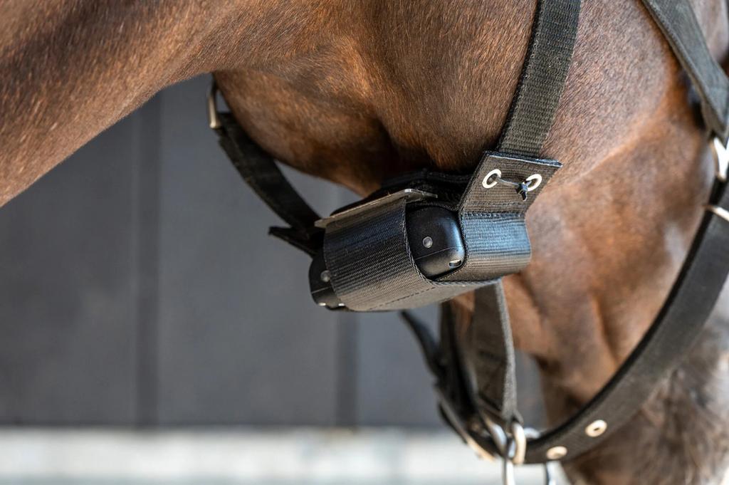 Birth alarm premium plus te huur, Animaux & Accessoires, Chevaux, Jument