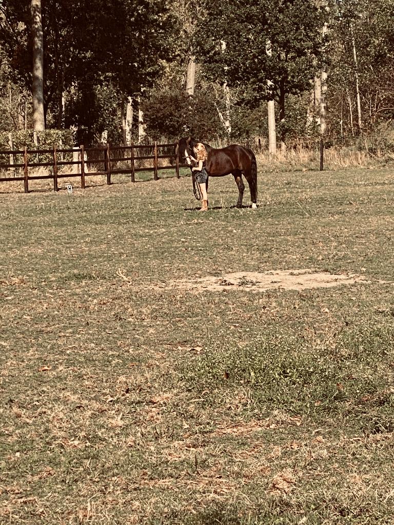 D-pony vriendelijke leermeester, Dieren en Toebehoren, Met stamboom, Dressuurpony, M, Hengst