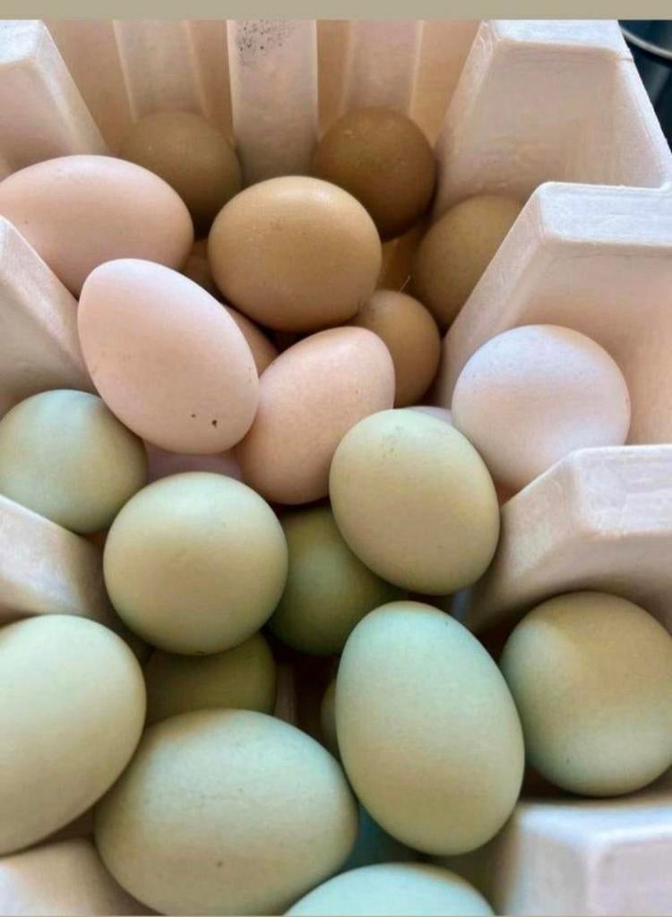 Œufs araucanas et autres, Enlèvement