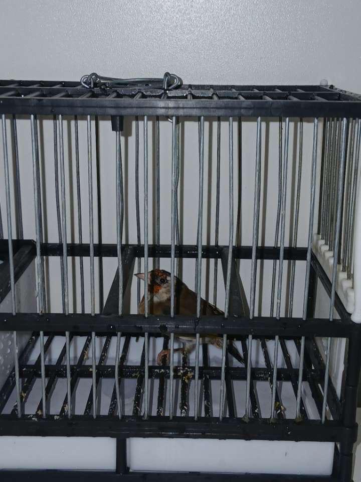 Chardonerets, Animaux & Accessoires, Enlèvement, Comme neuf, Autres matériaux, Cage à oiseaux