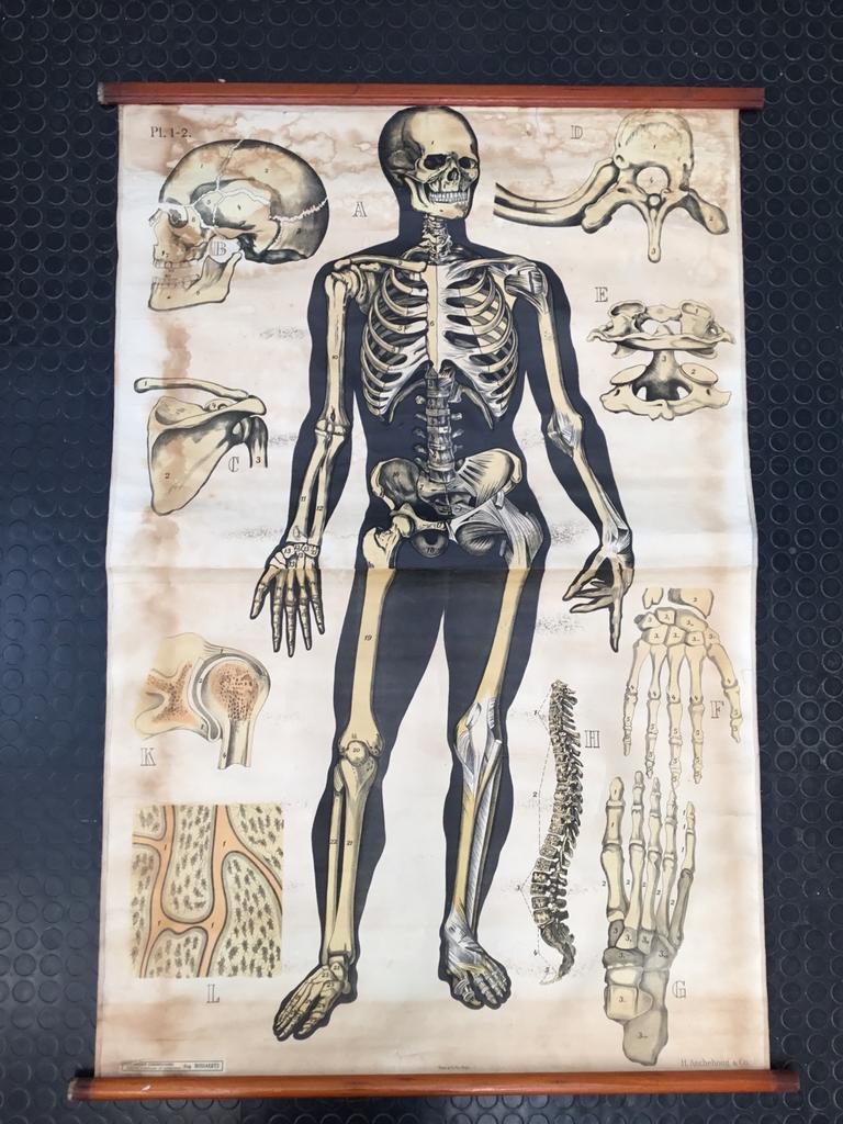 Vintage authentieke grote schoolplaat het geraamte, Antiek en Kunst, Ophalen of Verzenden, Natuur en Biologie