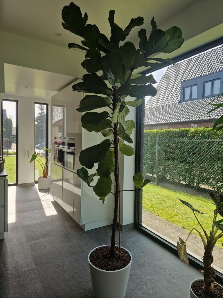 Grote kamer Vioolbladplant, Tuin en Terras, Ophalen