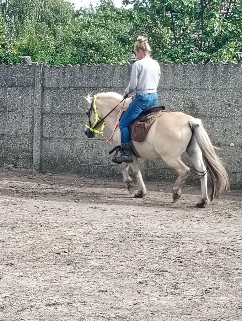 Korte rug Western Zadel voor fjord, Dieren en Toebehoren, Ophalen, Gebruikt, Western