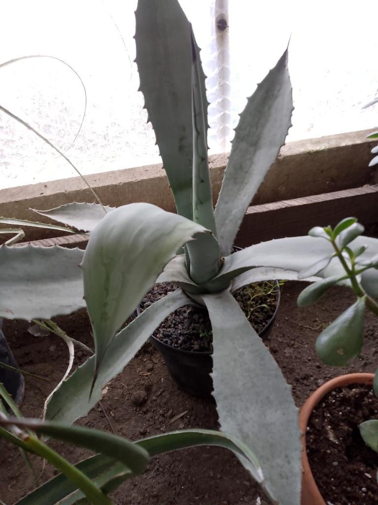Agave Franzosinii, Jardin & Terrasse, Enlèvement
