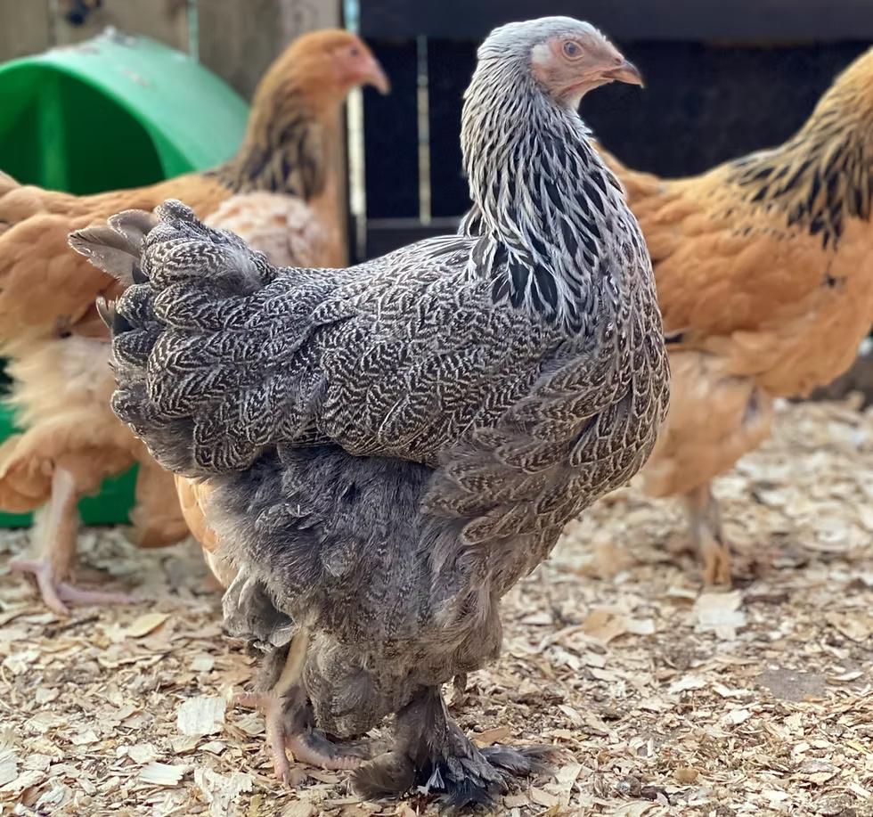 brahma alle kleurslagen reume keuze actie 4+1 GRATIS, Dieren en Toebehoren, Pluimvee, Vrouwelijk, Kip