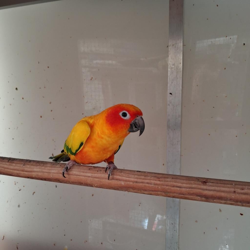 kweekman zonparkiet uit 2018., Dieren en Toebehoren, Mannelijk, Parkiet, Geringd