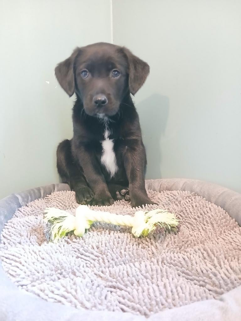 Labrador x pups  ️ ️, Parvo, België, 8 tot 15 weken, Labrador retriever