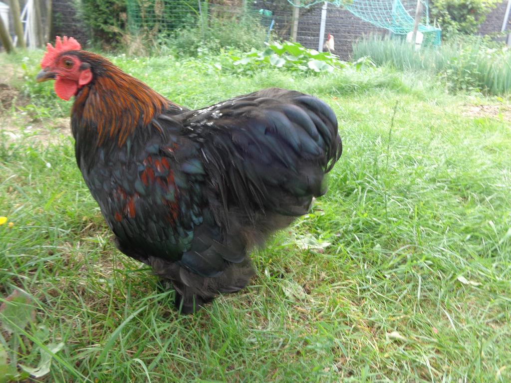 Entraîneur Kriel Haantje, Animaux & Accessoires, Mâle, Poule ou poulet