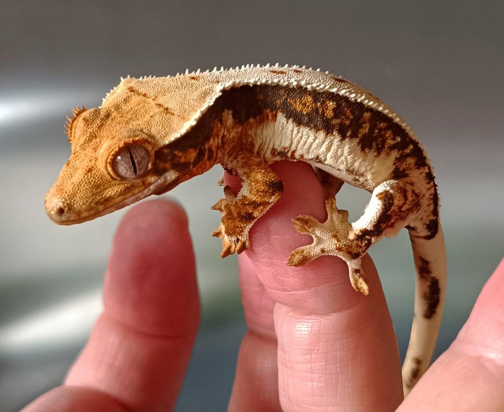 Wimpergekko nakweek 2025, Animaux & Accessoires, Lézard, 0 à 2 ans