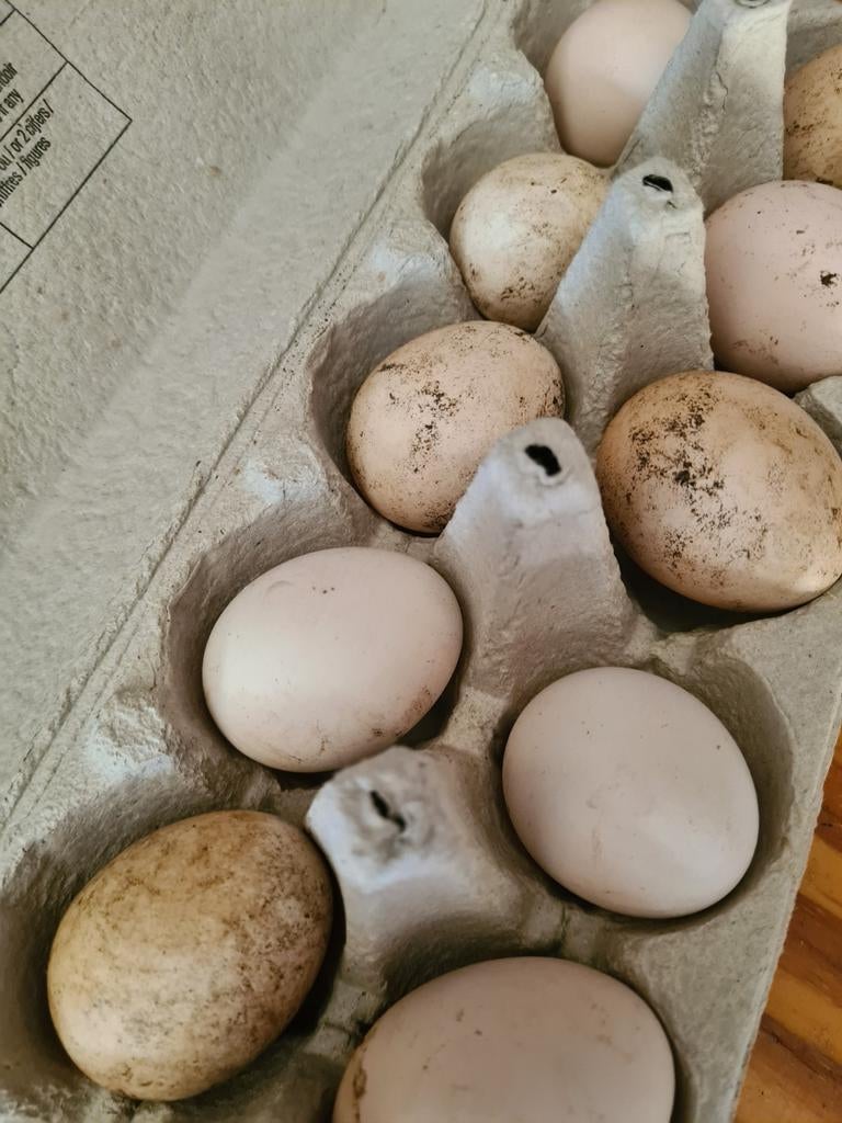 Ukkelse baardkriel broedeieren