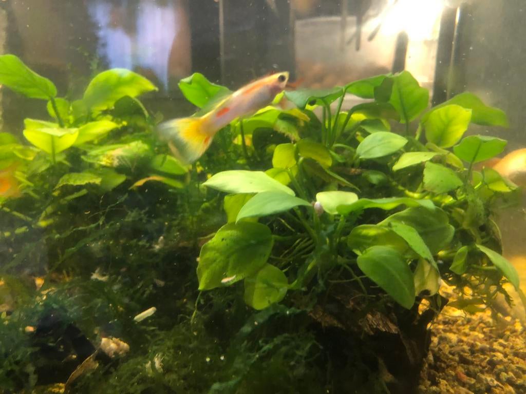 Guppy’s, Dieren en Toebehoren, Vissen | Aquariumvissen, Vis, Zoetwatervis, Schoolvis