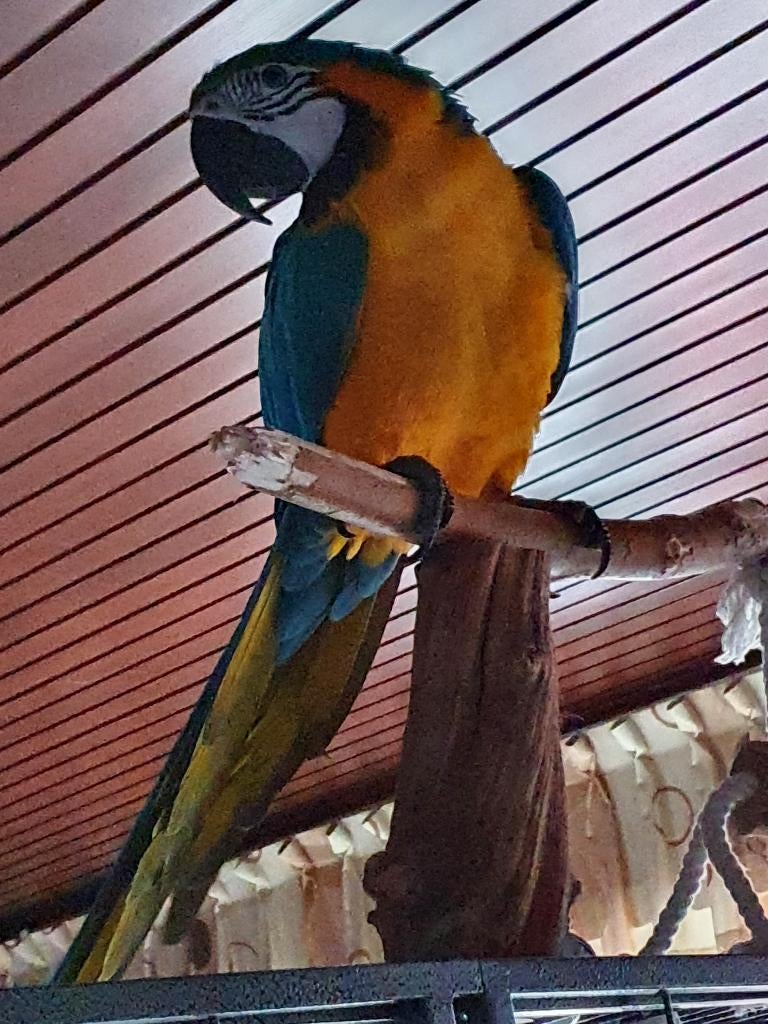 Blauw Gele Ara pop met kooi, Dieren en Toebehoren, Vogels | Parkieten en Papegaaien, Vrouwelijk, Papegaai, Pratend