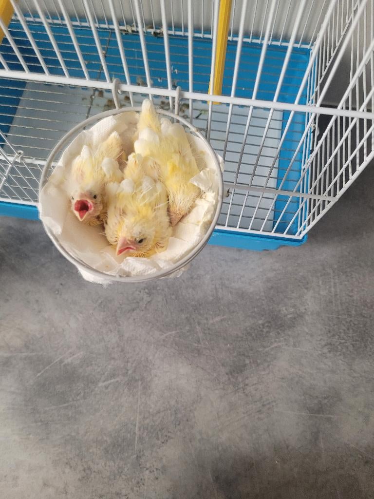 Canaris, Animaux & Accessoires, Sexe inconnu, Canari de couleur