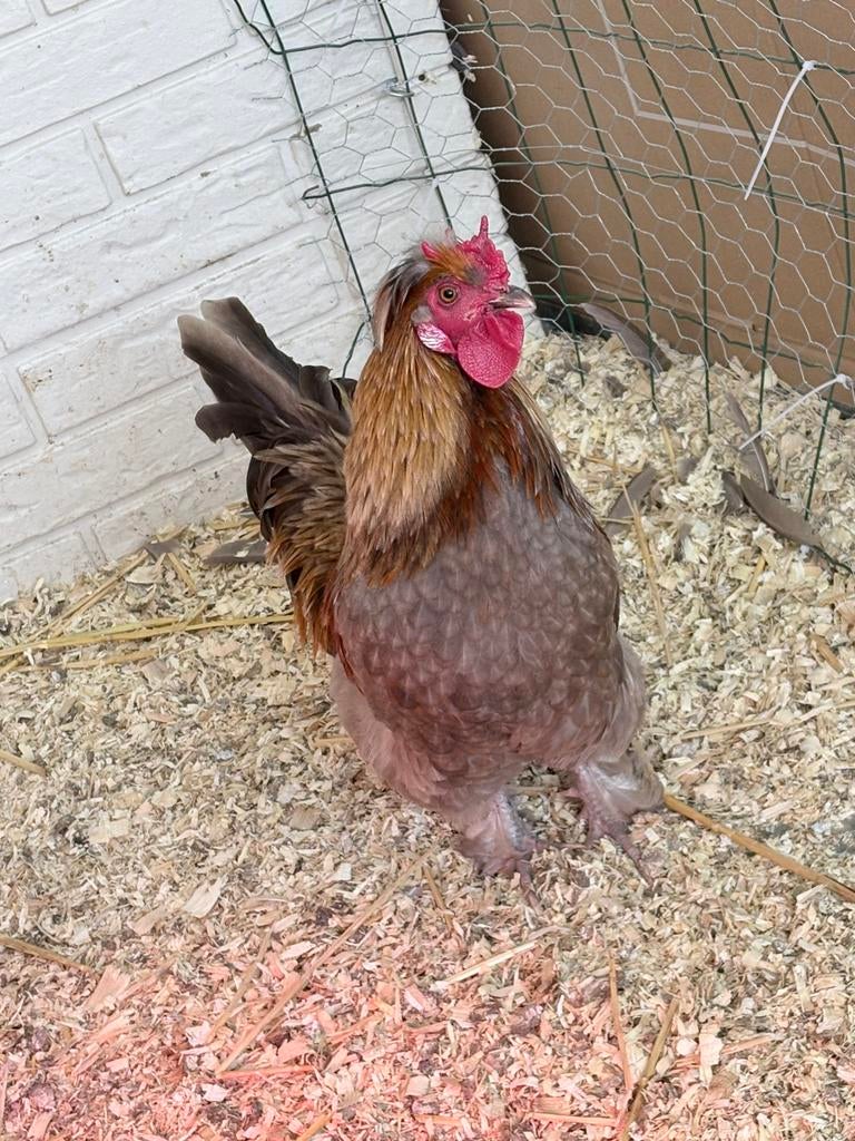 Haantje, Dieren en Toebehoren, Pluimvee, Mannelijk, Kip