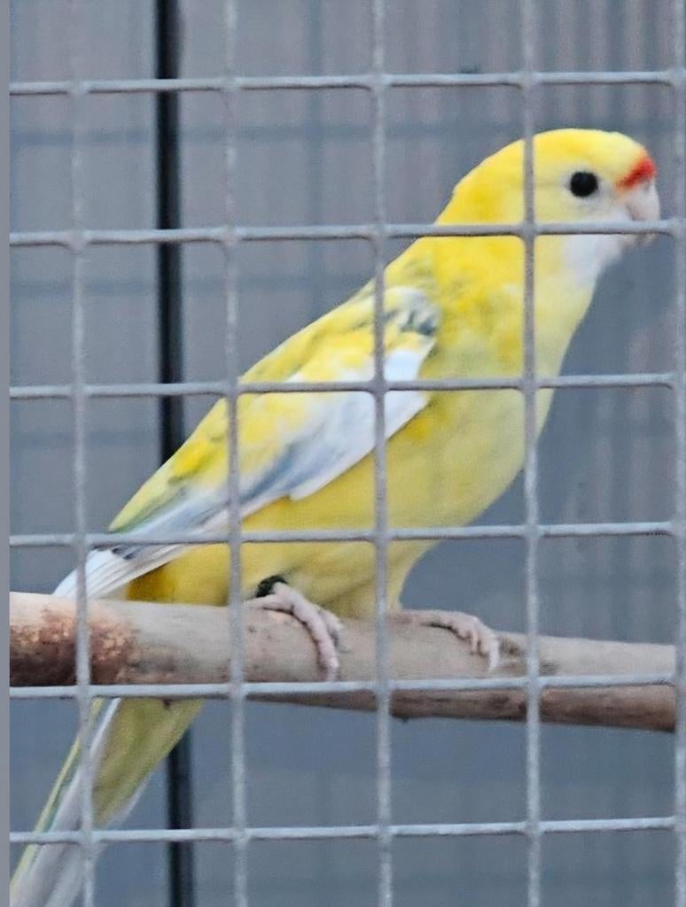 Homme de recherche : rosella jaune paille panachée, Mâle, Perruche, Bagué