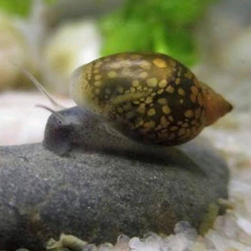 IK BEN OP ZOEK NAAR SLAKKEN, Ophalen