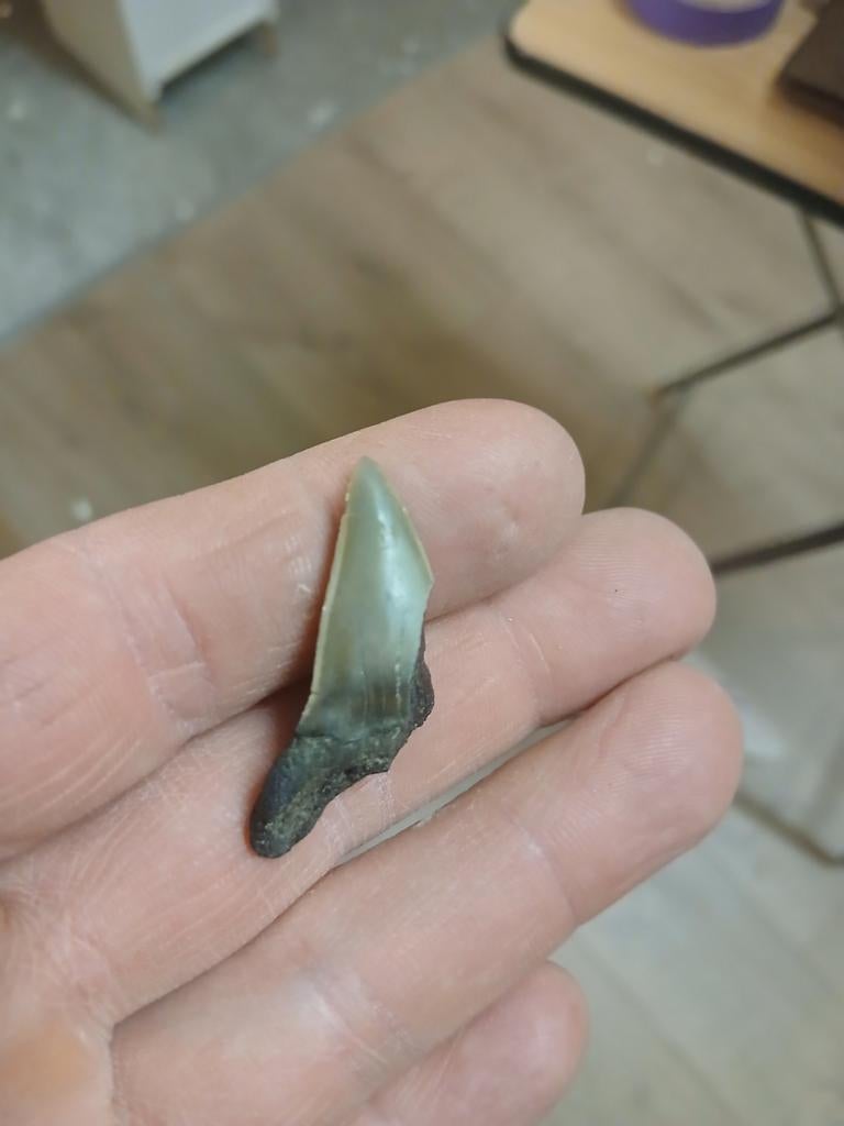 Fossiele haaientanden, Ophalen of Verzenden