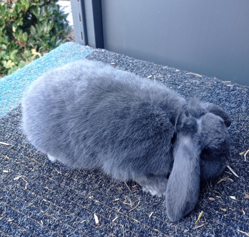 dieren konijnen, Dieren en Toebehoren, Vrouwelijk, Dwerg, Hangoor, 0 tot 2 jaar